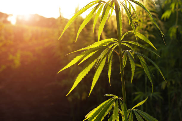 Industrial Hemp stalks on orange sunset sky background