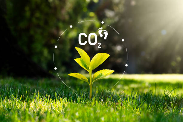 Sustainable Practices for Reducing Carbon in Textile Manufacturing